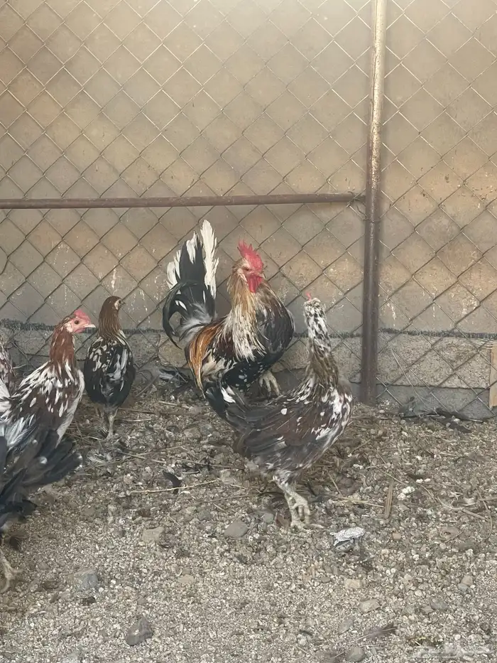 للبيع دجاج ماكنتوش حضان اصيل 6