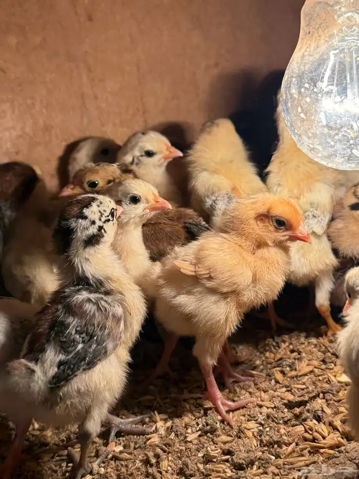 صيصان دجاج بلدي 4