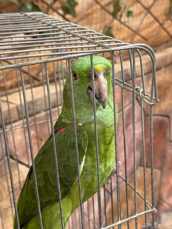 طيور للبيع 20