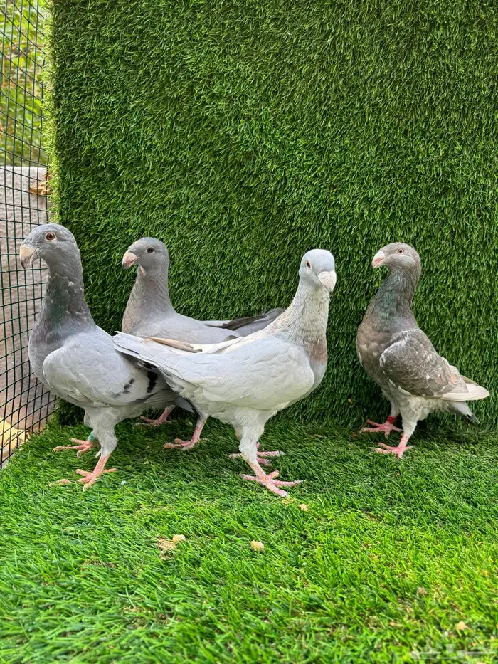 للبيع حمام هومر 3