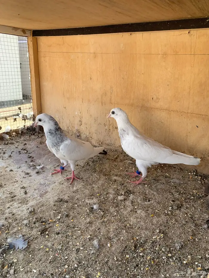 حمام بكستاني 1