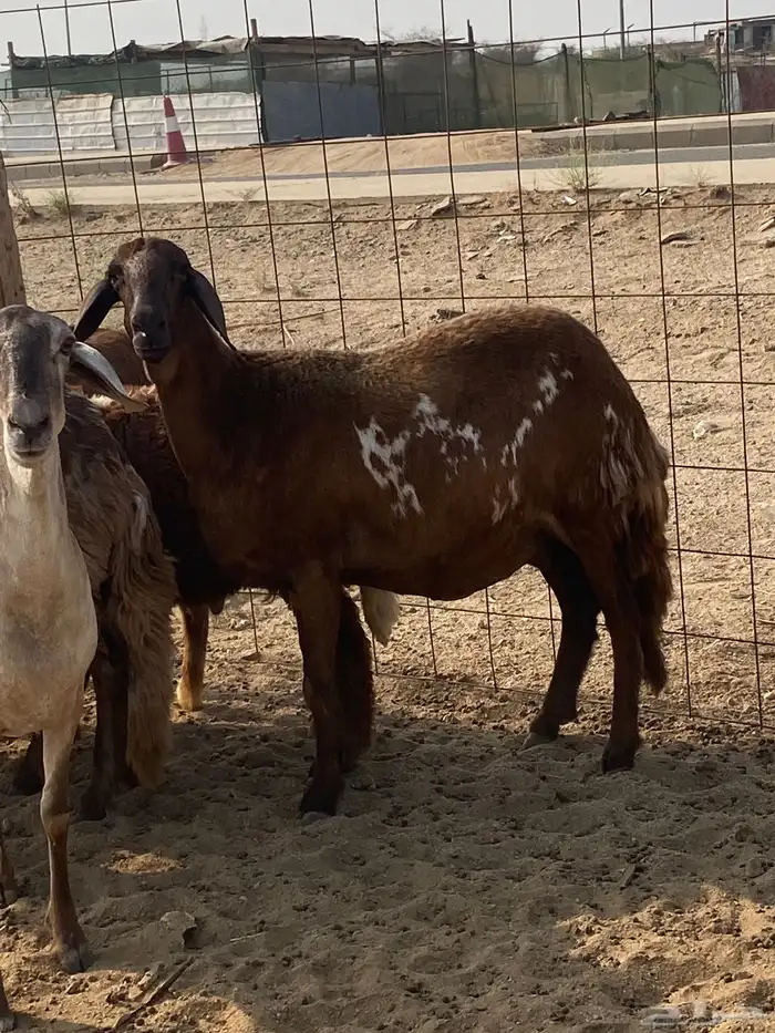 ضان سواكن خلفات 4