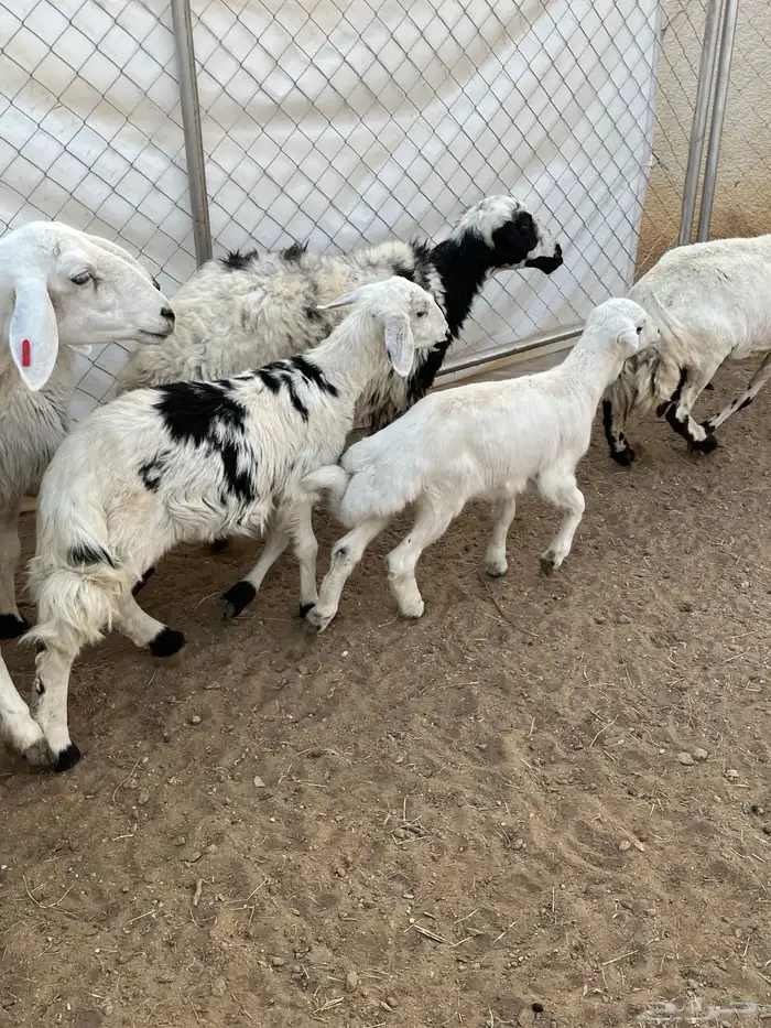 غنم ولد كفو تم البيع 3