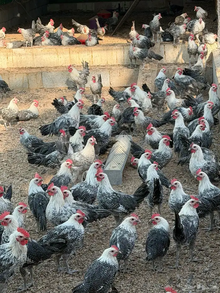 ديكة للبيع عمر 4-5 شهور العدد 400 ( فيومي وبلدي ) 2