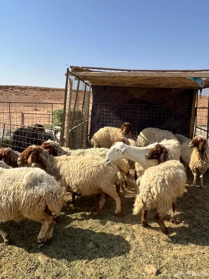 غنم نعيم مضاريع 12