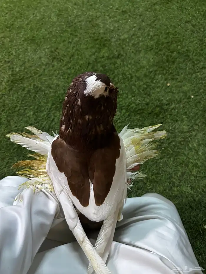 حمام زينه منتج نفاخ 20