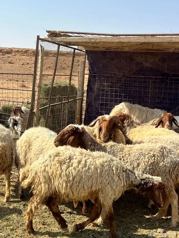 غنم نعيم مضاريع 17