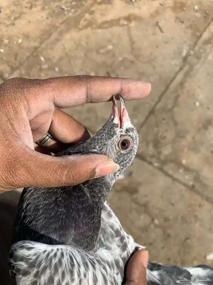 حمام بكستاني 15