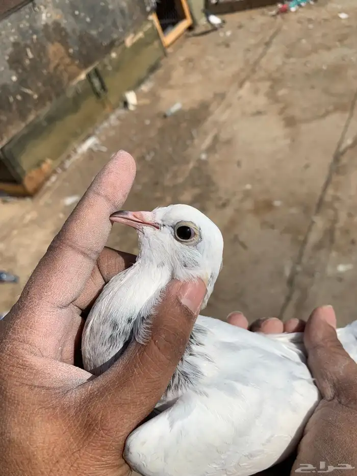 حمام بكستاني 2