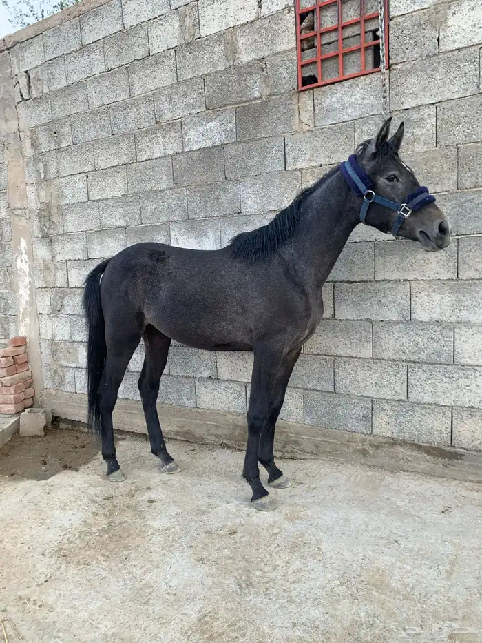 مهره للبيع 4