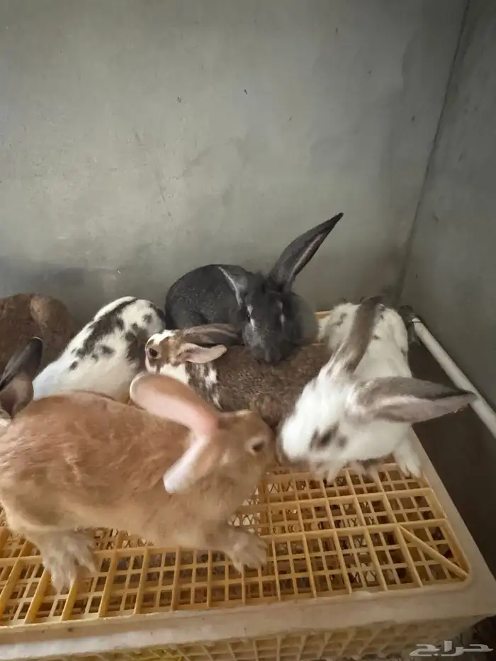 امهات ارانب للبيع 2