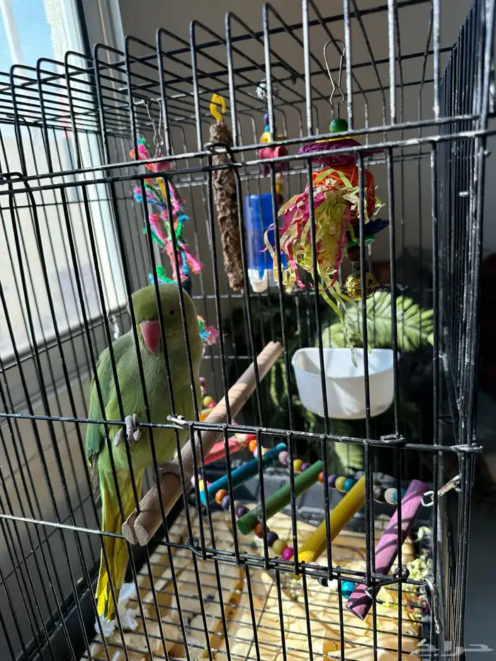 ببغاء الدرة 4