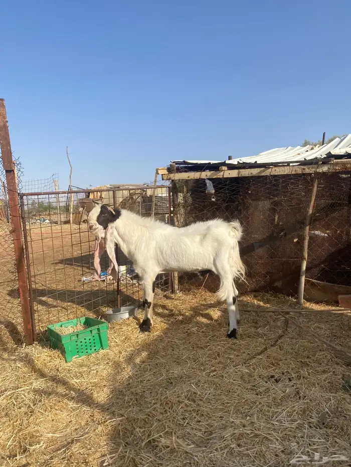 تيس صنف هولندي مشروك بمصري الحد ب2000 2