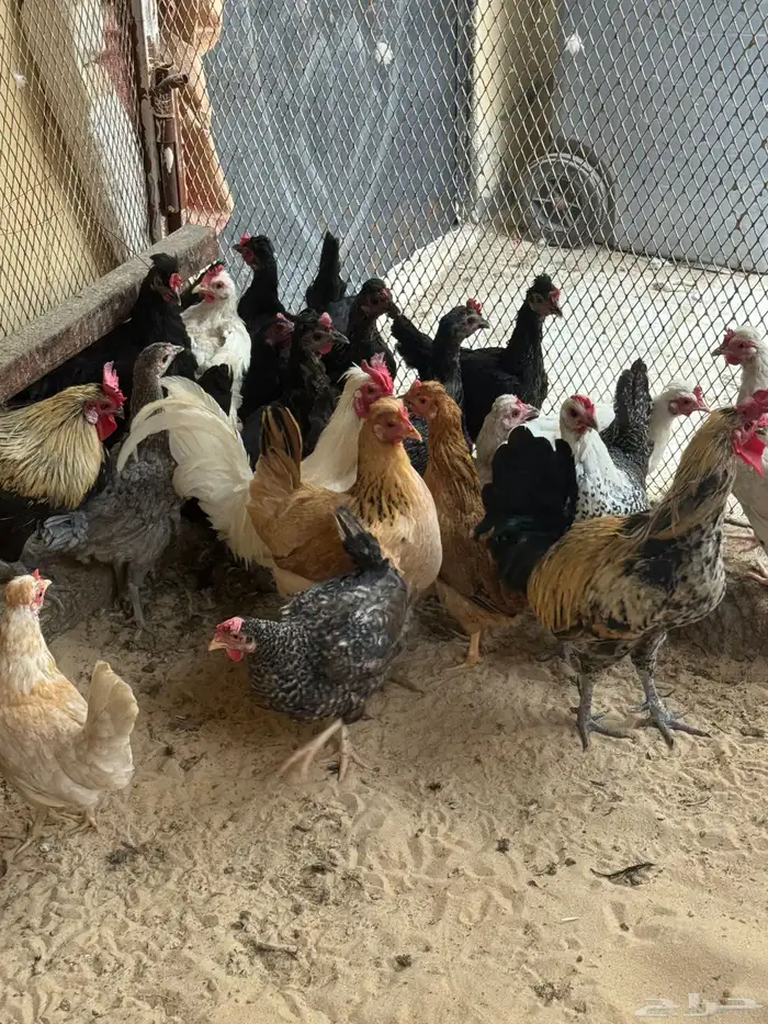 دجاج حساوي بياض 0