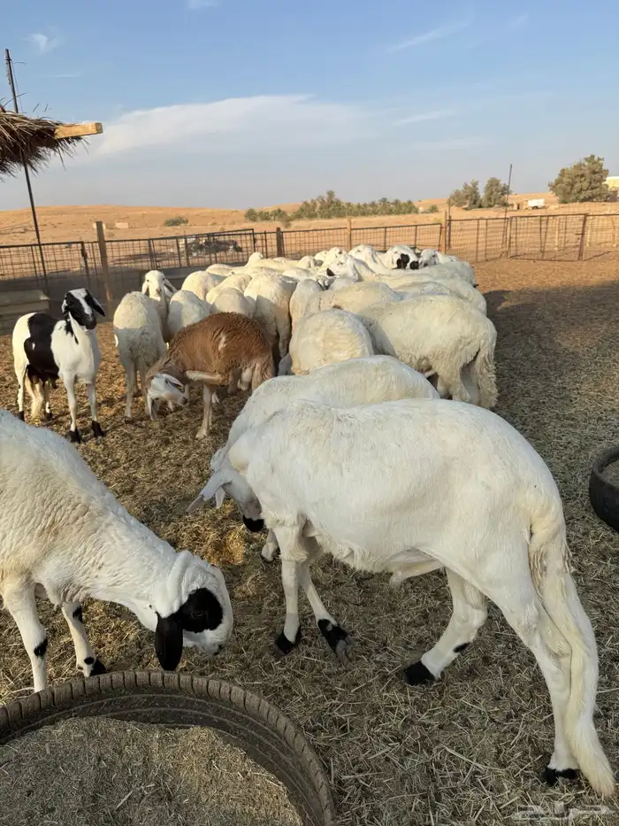 سواكن ذبايح مرابي 1