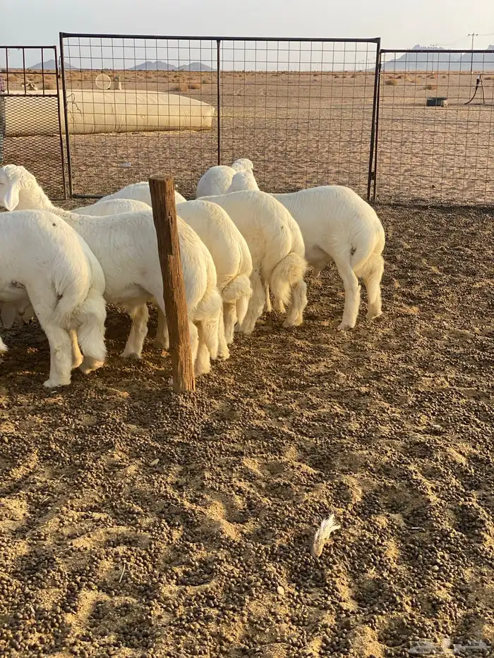 خرفان فواخر 0