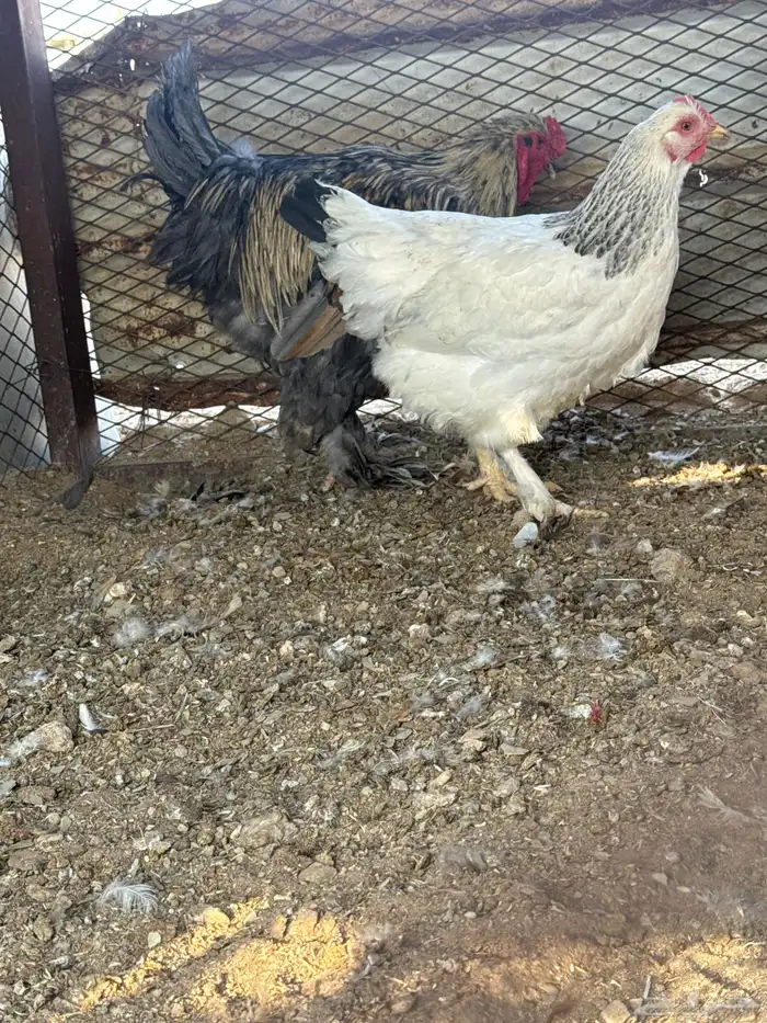 دجاج براهما 2 ديك 1دجاجه الصحه شرط 3