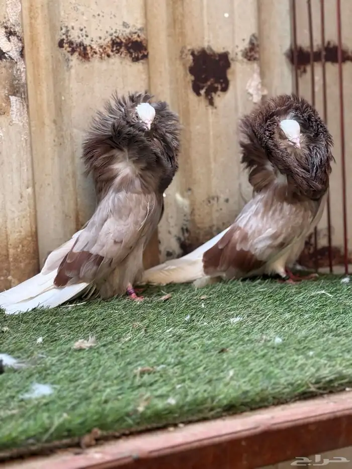 حمام بلجيكي 0