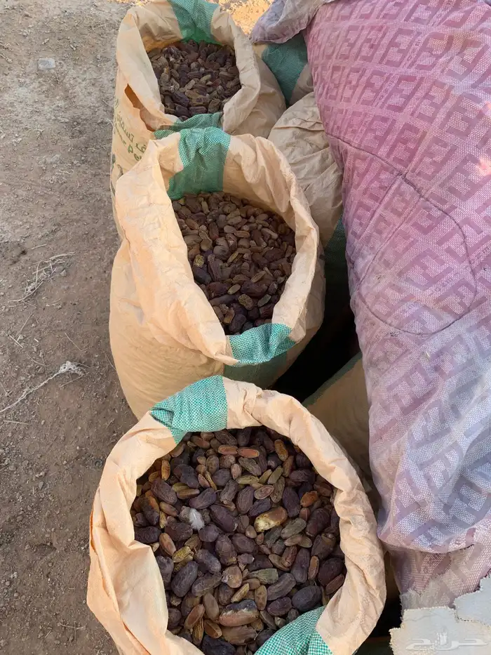 للبيع تمر علف 1