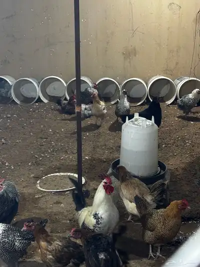 دجاج بياض مشكل براهما وتركي وبلدي وفيومي index