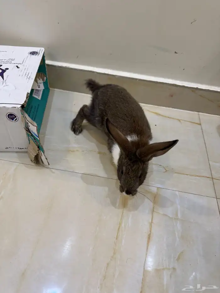 أرانب حبتين زوج 0