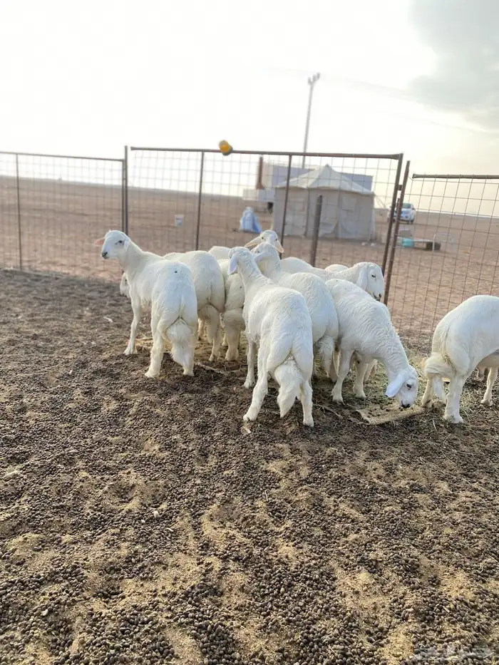 خرفان فواخر 3