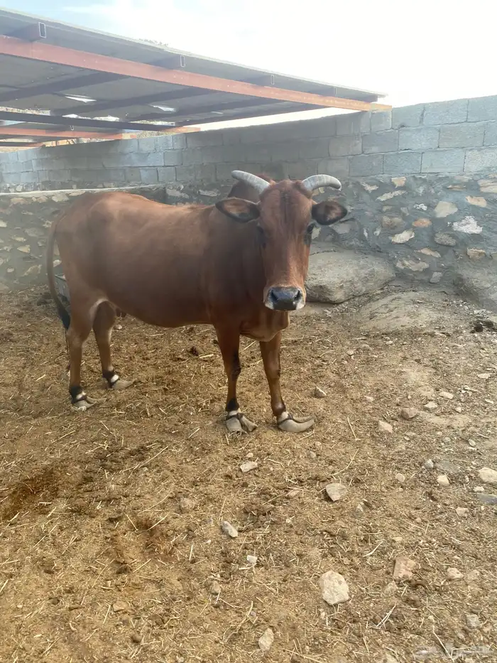 بقره للبيع 3