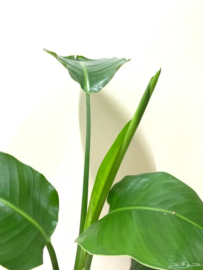 نبتة داخلية طبيعية 1