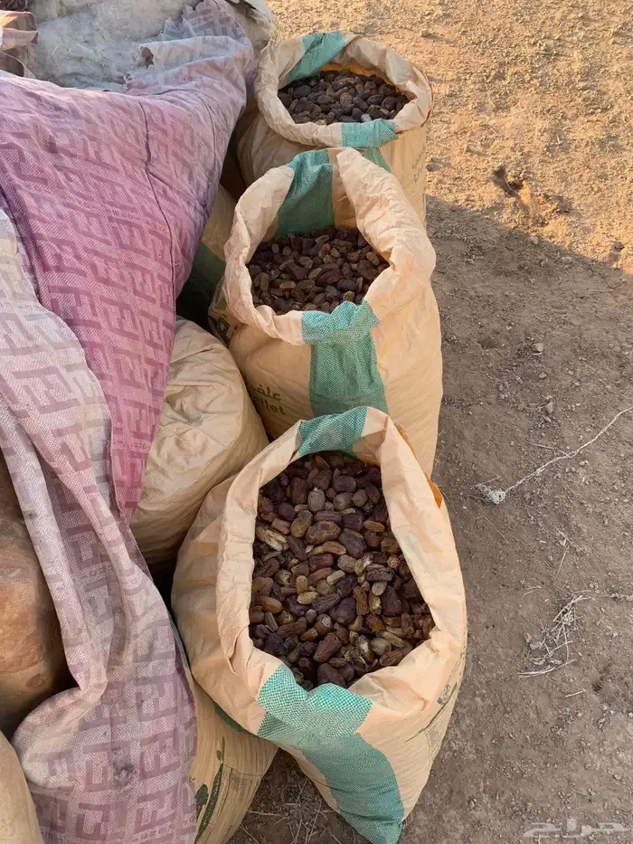 للبيع تمر علف 3