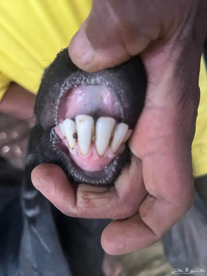 معزا صنف طيبه وجروم طيبه 12