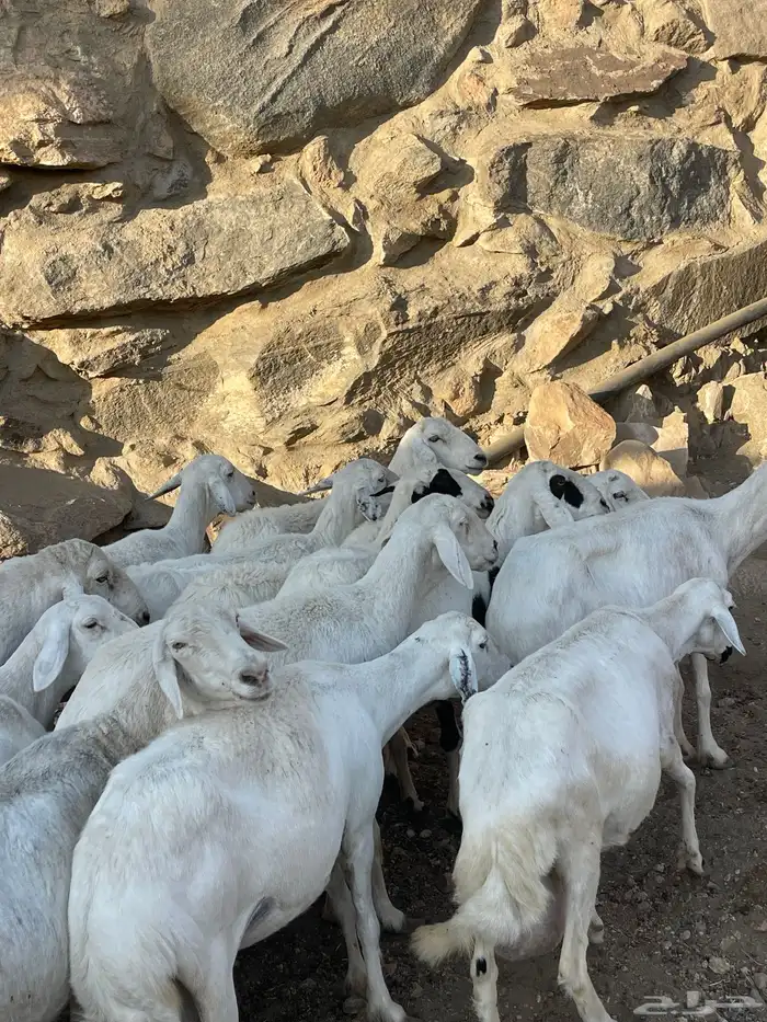 ضان دفع بفحلها شعره قصيره 6