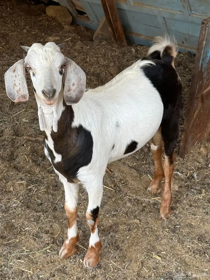 ذبائح بلدي للمناسبات والافراح تربية مو حلال والدي نظيفة 12