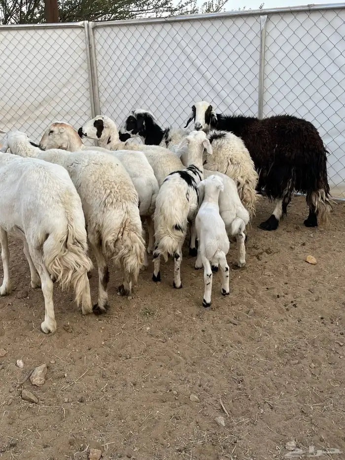 غنم ولد كفو تم البيع 0