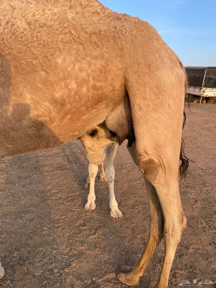 خلفه حمراء بكر 0