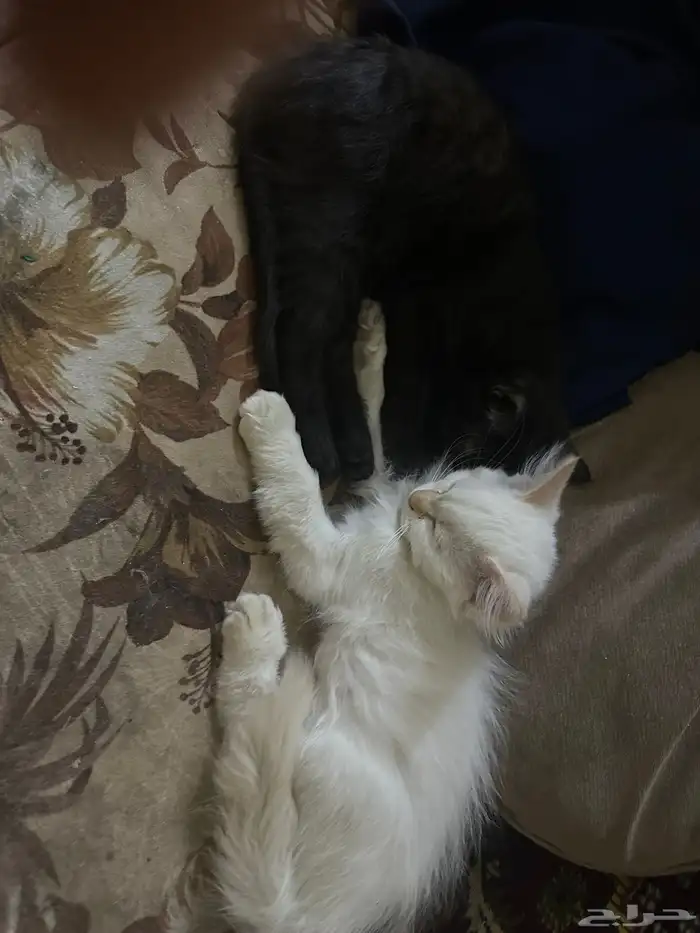 قطط للتبني مجانا 2