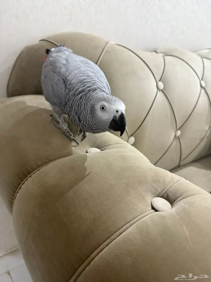 بغبغاء متكلم كاسكو 0