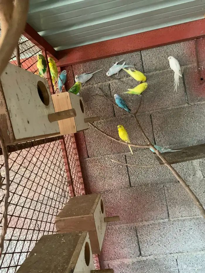 طيور بادجي 0