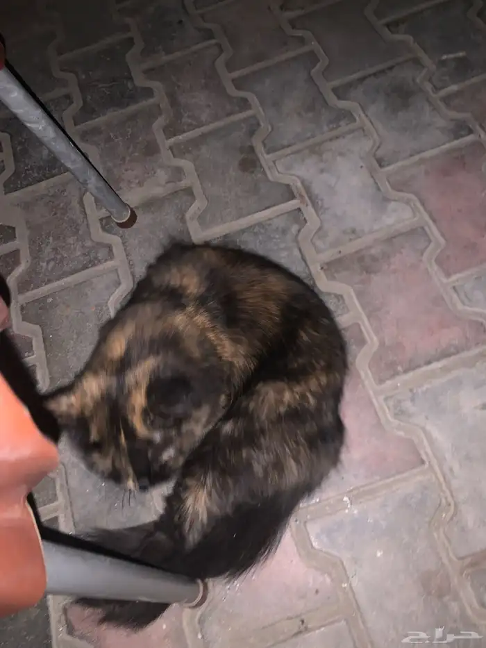 بسه لتبني حي الواحه 0