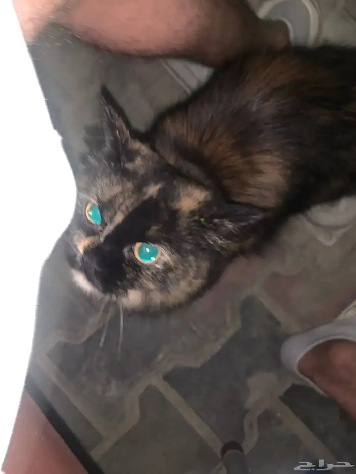 بسه لتبني حي الواحه 2