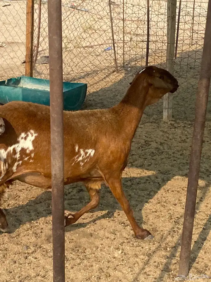 ضان سواكن خلفات 0