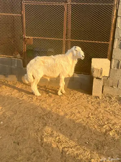 فحل جرى سديس ونعاج نجد index