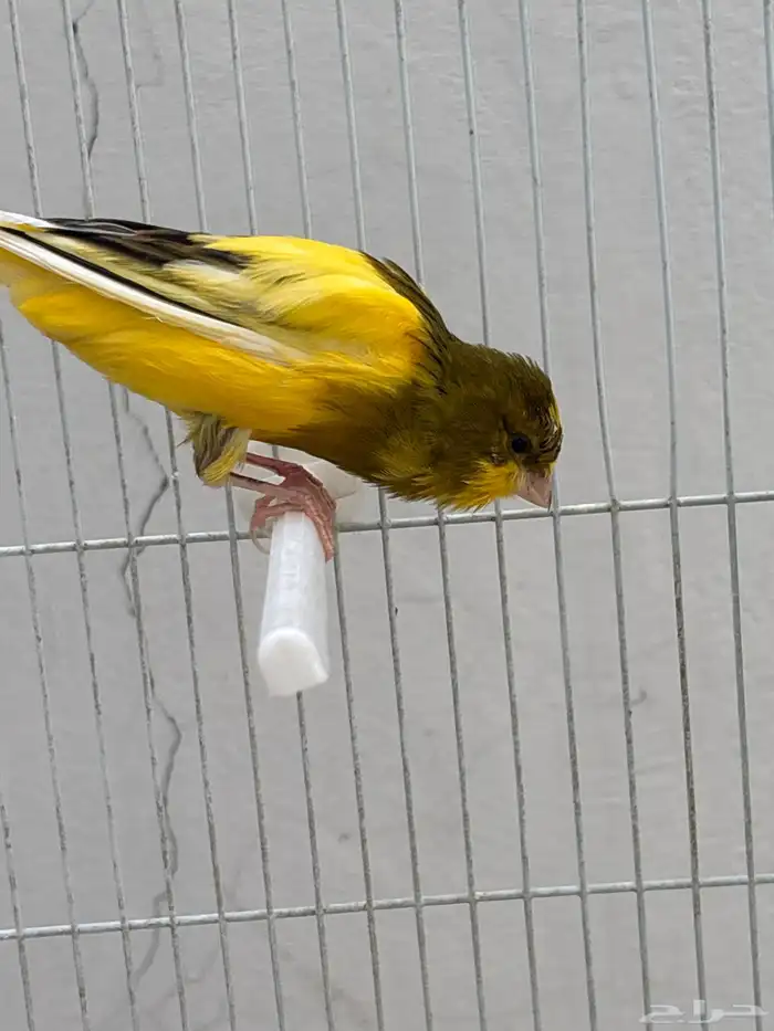 كناري جامبو 2