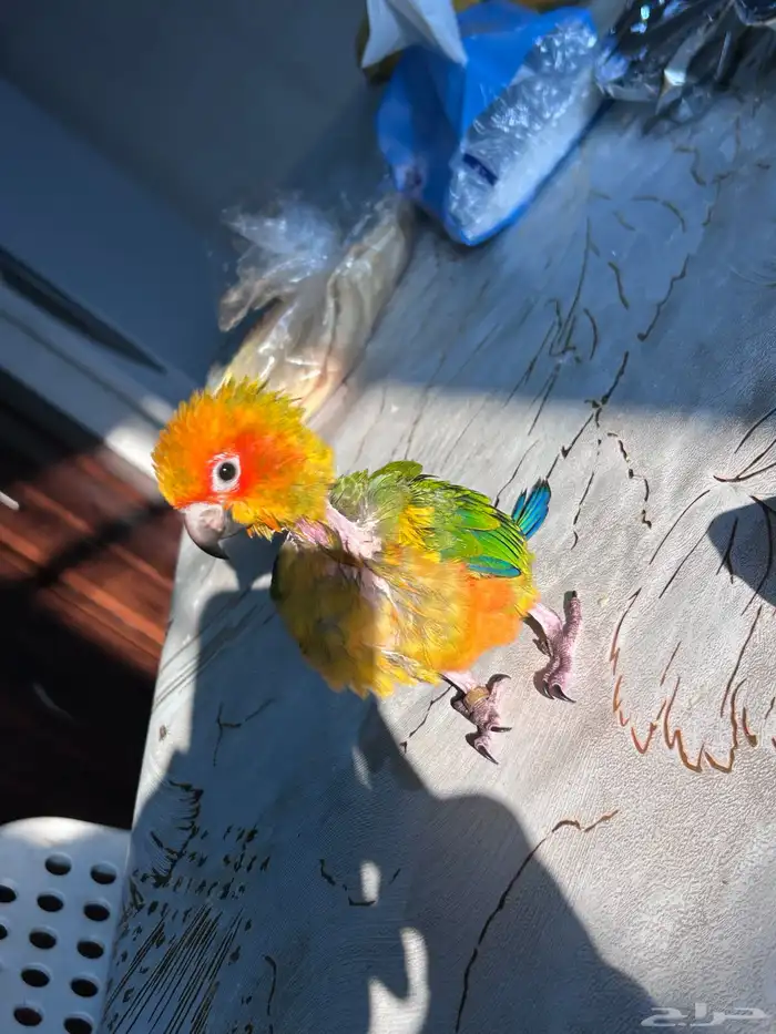 فرخ صن كنيور مجنون غر 9