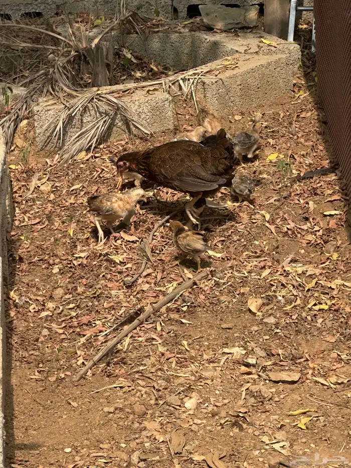 دجاج بلدي حضان 0