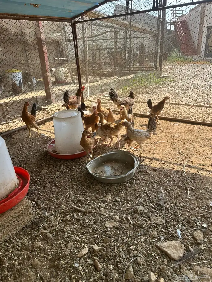 دجاج بلدي حضان 5