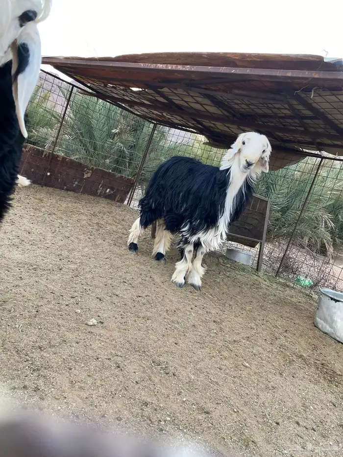 نجدي مشروع فحل 0