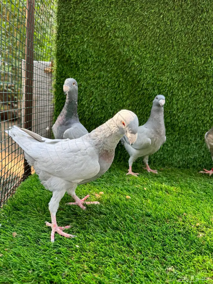 للبيع حمام هومر 5