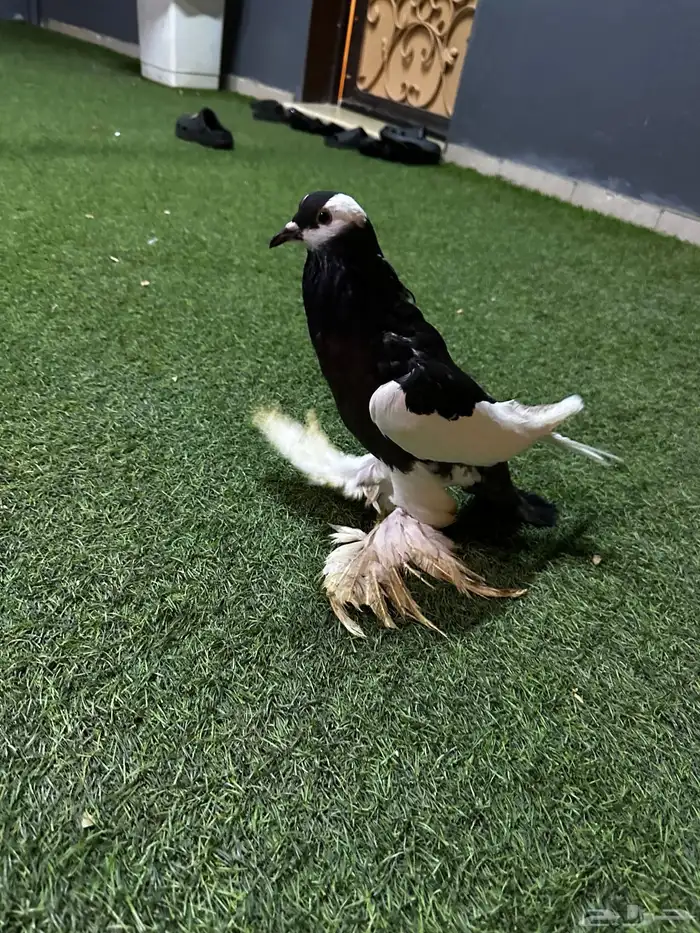 حمام زينه منتج نفاخ 7