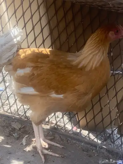 دجاجه تركيه للبيع اقبل بدل index