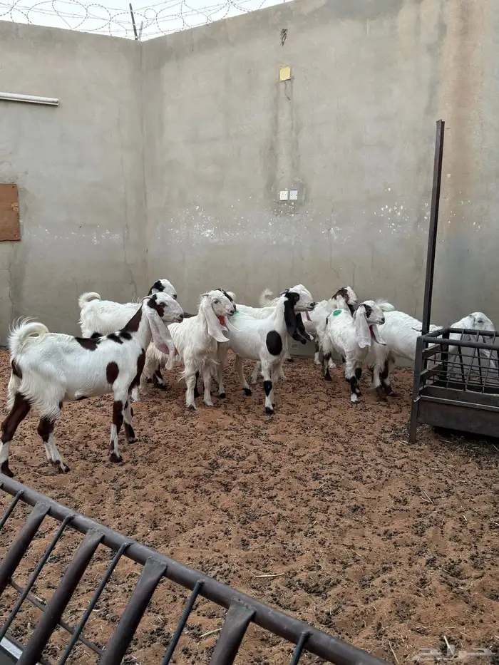 جفار مشاريك للبيع 1